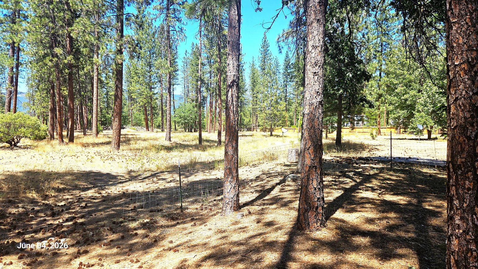 Pine trees and acreage