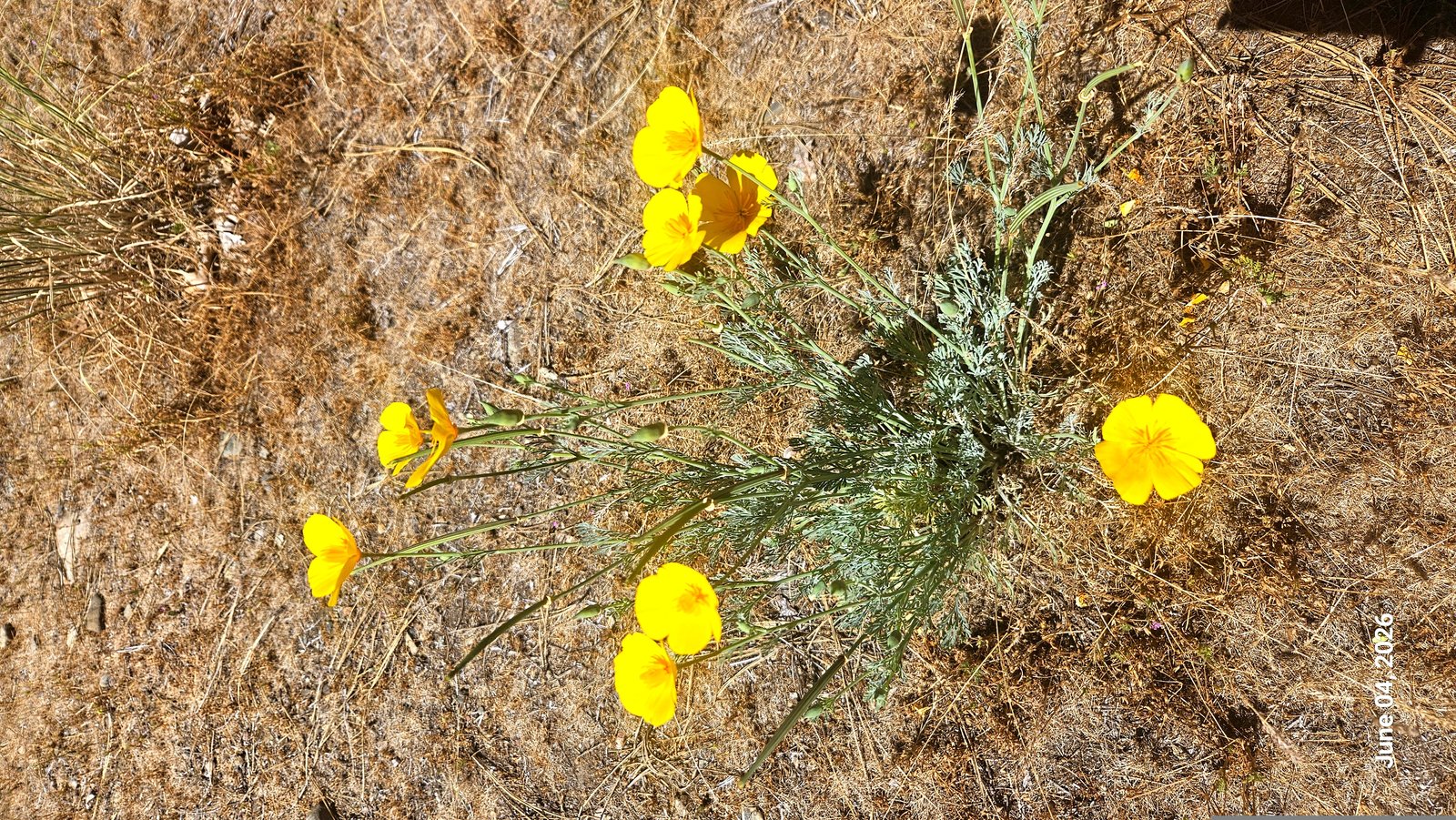 California poppies on the property